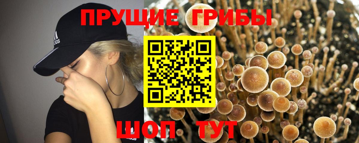 Карасук  Псилоцибиновые грибы Psilocybe  Вход с VPN 